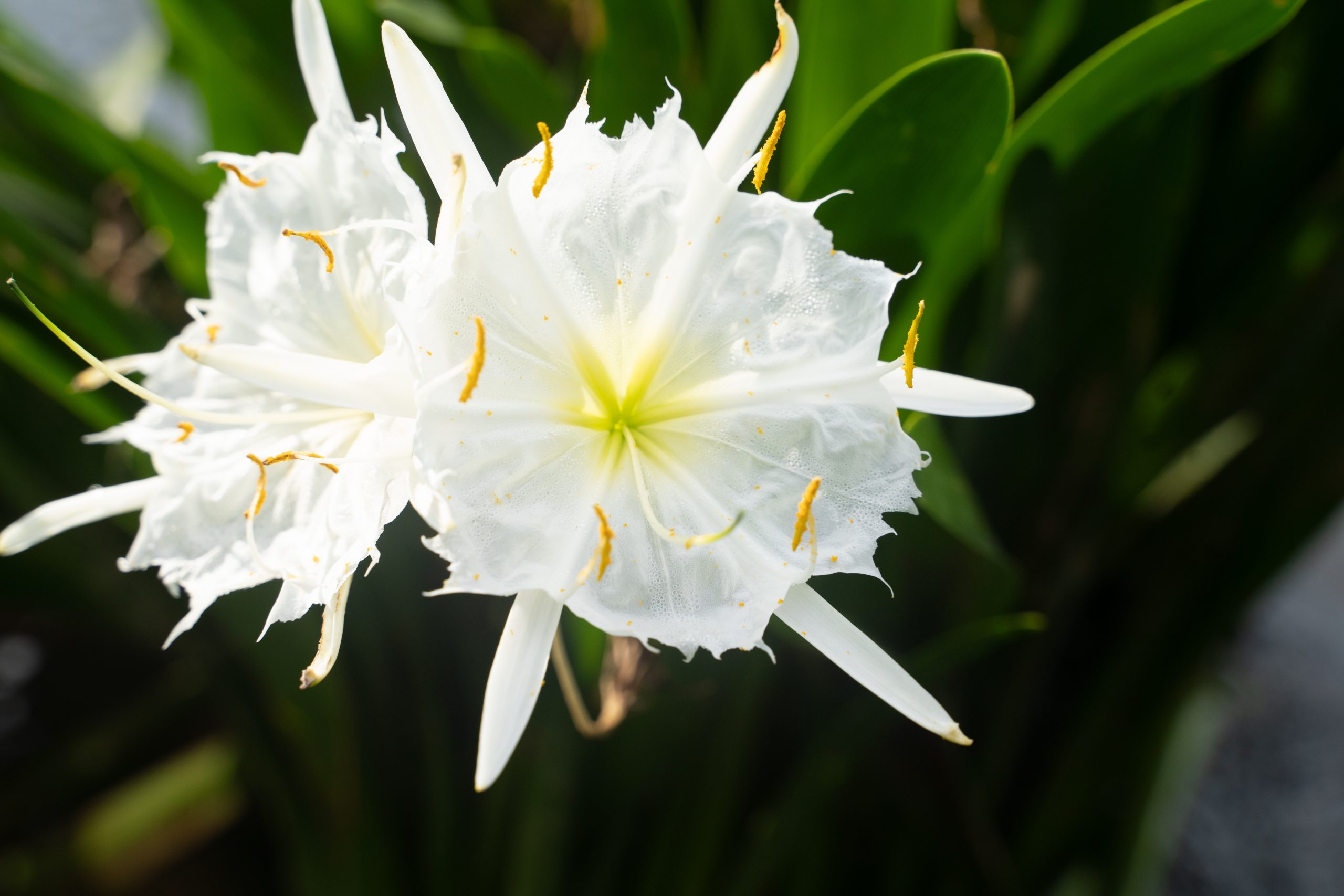 Cahaba Lilies - Cahaba River Coalition