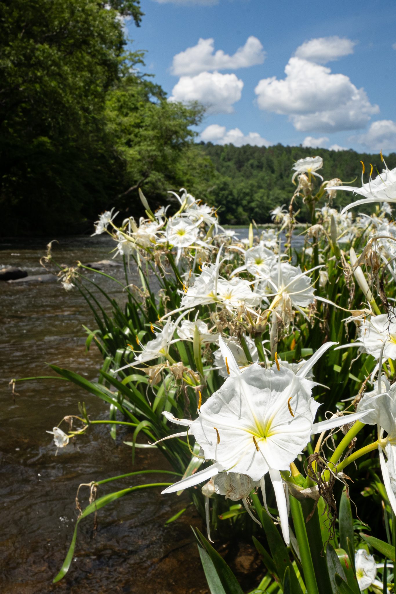 Cahaba Lilies - Cahaba River Coalition